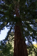 The other of two Sequoias grown from seedlings in Butchart Gardens.